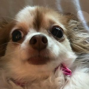 Meet your Posher, Angelus